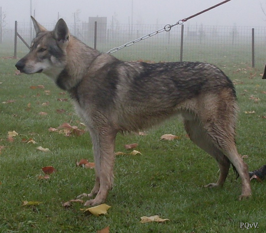 Grand Prelude ar Borin Braz 